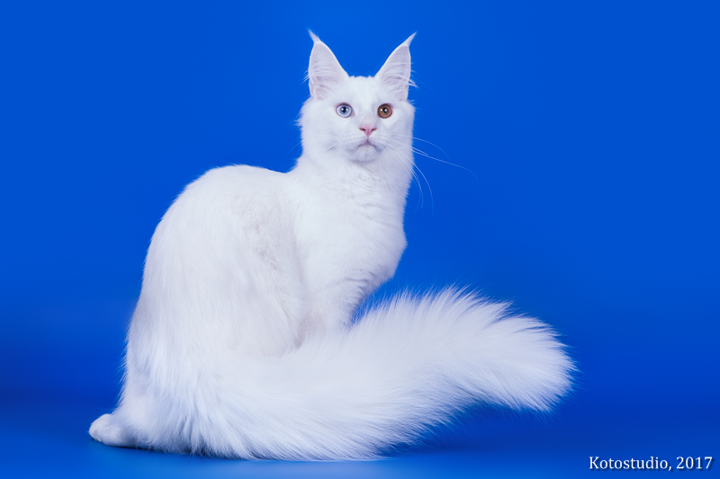 Белая кошка мейнкун Dragon Heart LADY