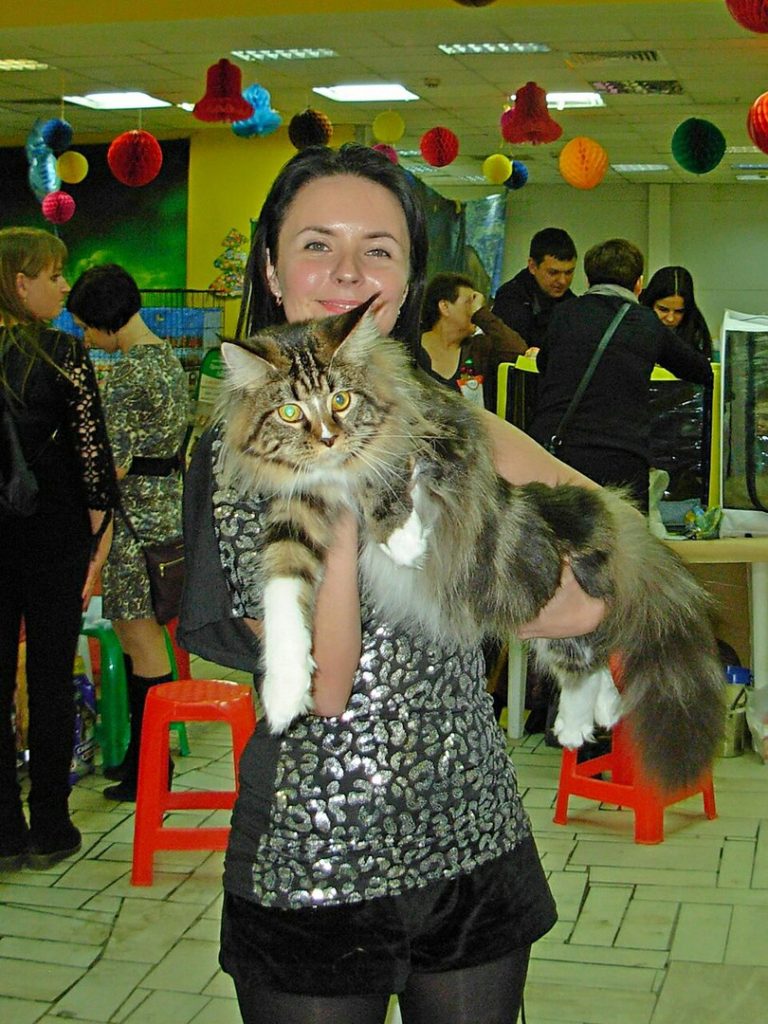 Международная выставка кошек г.Самара «ЗИМНЯЯ ВИШНЯ -2018»